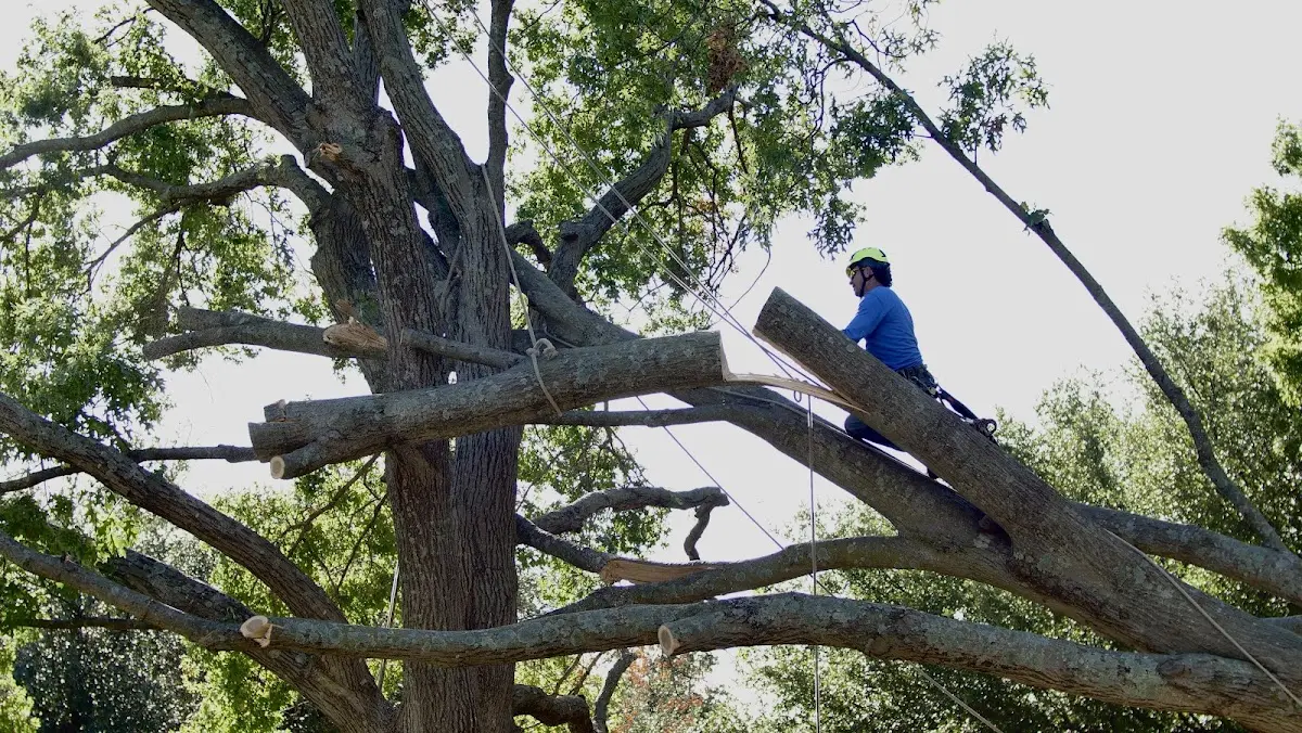 Professional Hazardous Tree Removal performed by certified arborists in Zenda