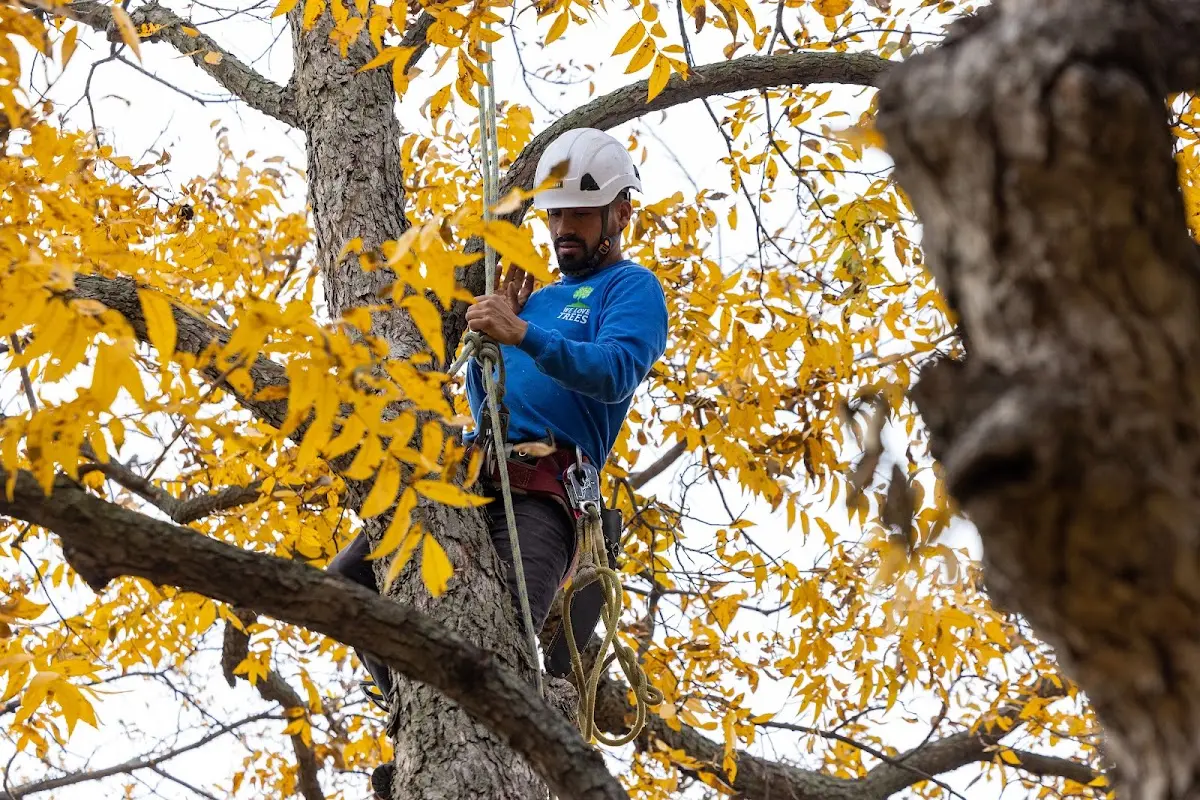 Skilled Tree Planing crew working in Zenda